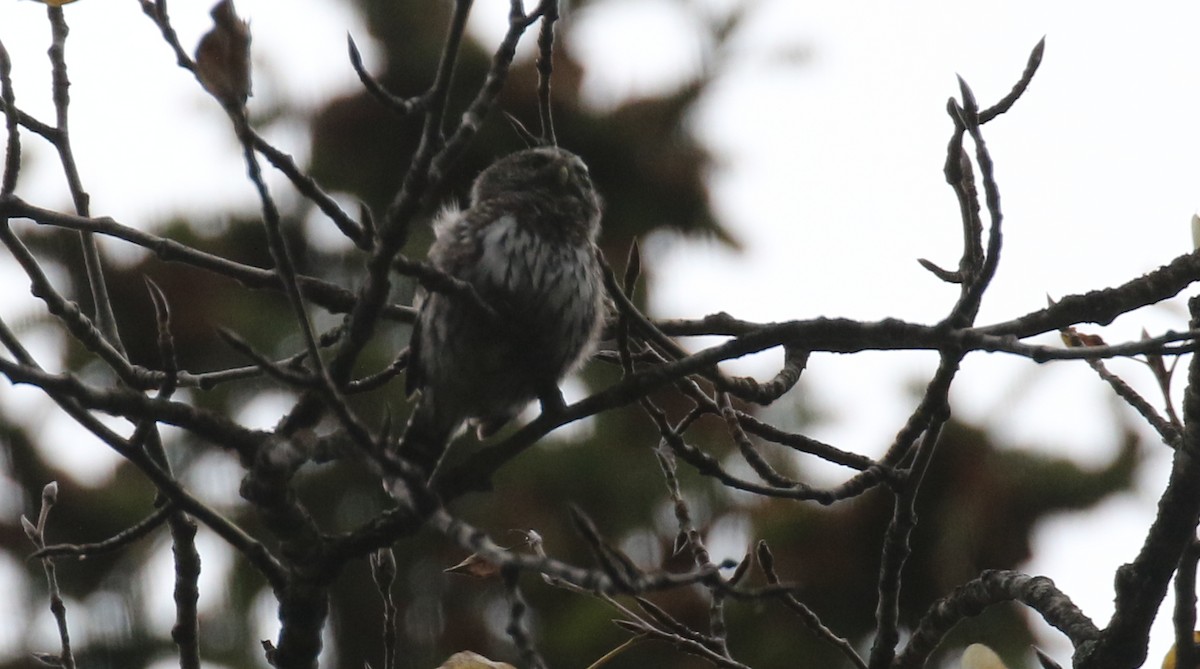 Northern Pygmy-Owl - Michael Woodruff