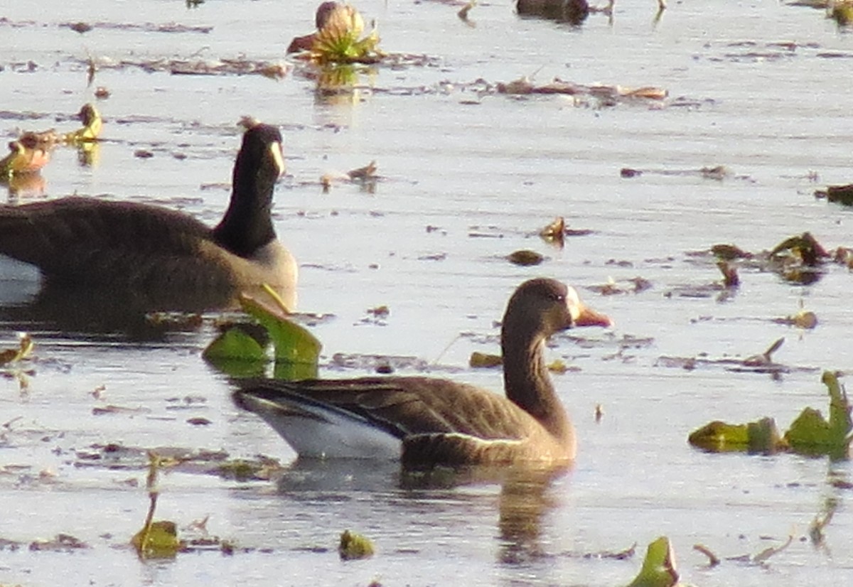 Greater White-fronted Goose - ML271095031