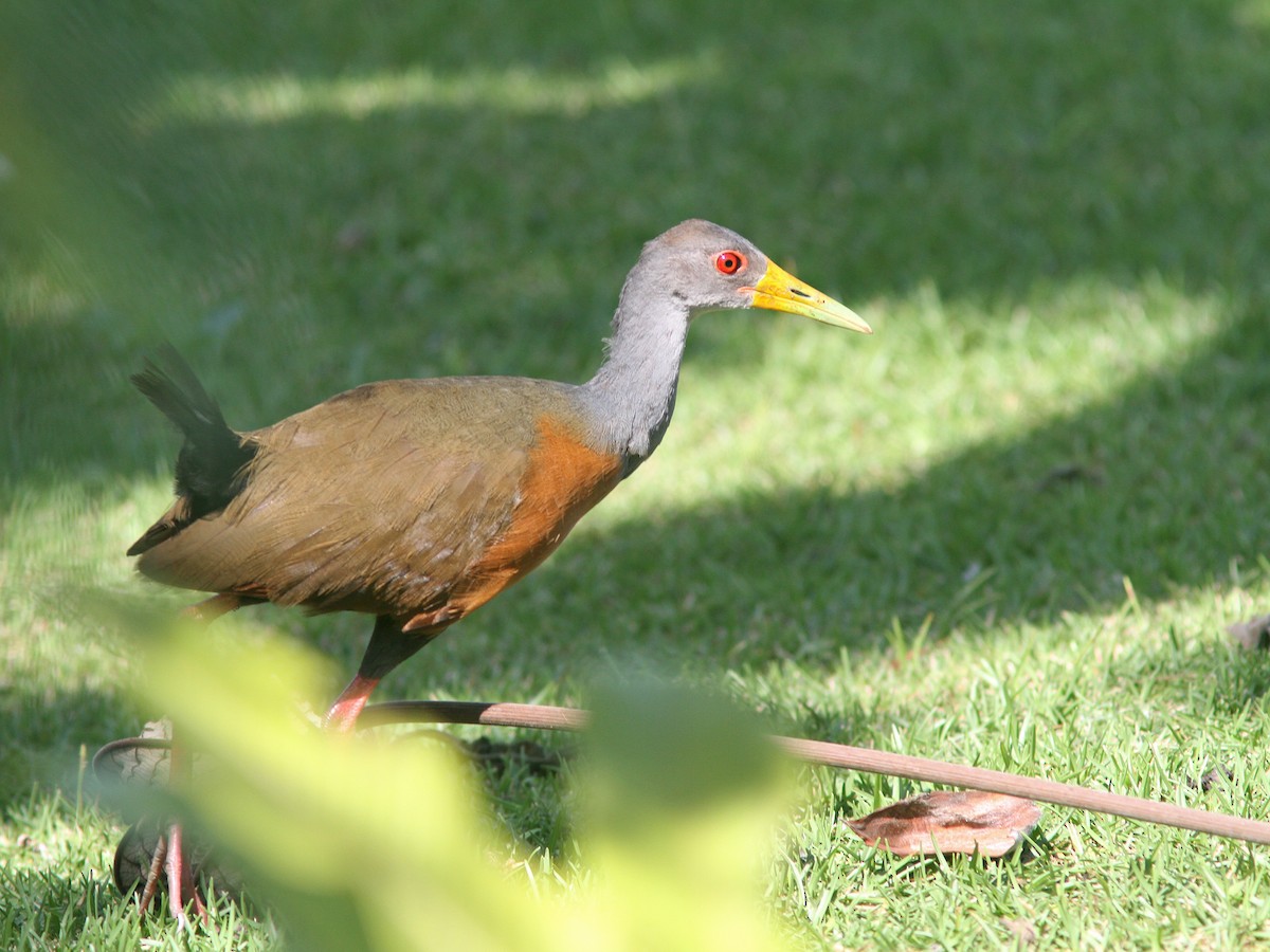 Gray-cowled Wood-Rail - Larry Therrien