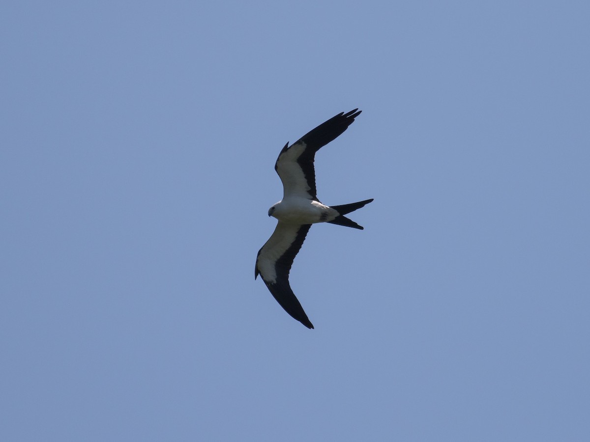 Swallow-tailed Kite - ML271099171