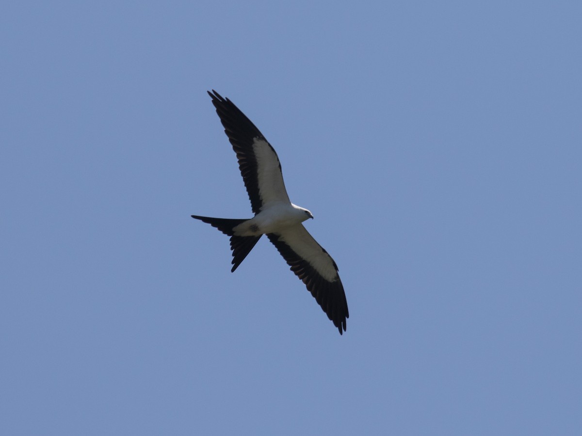 Swallow-tailed Kite - ML271099181