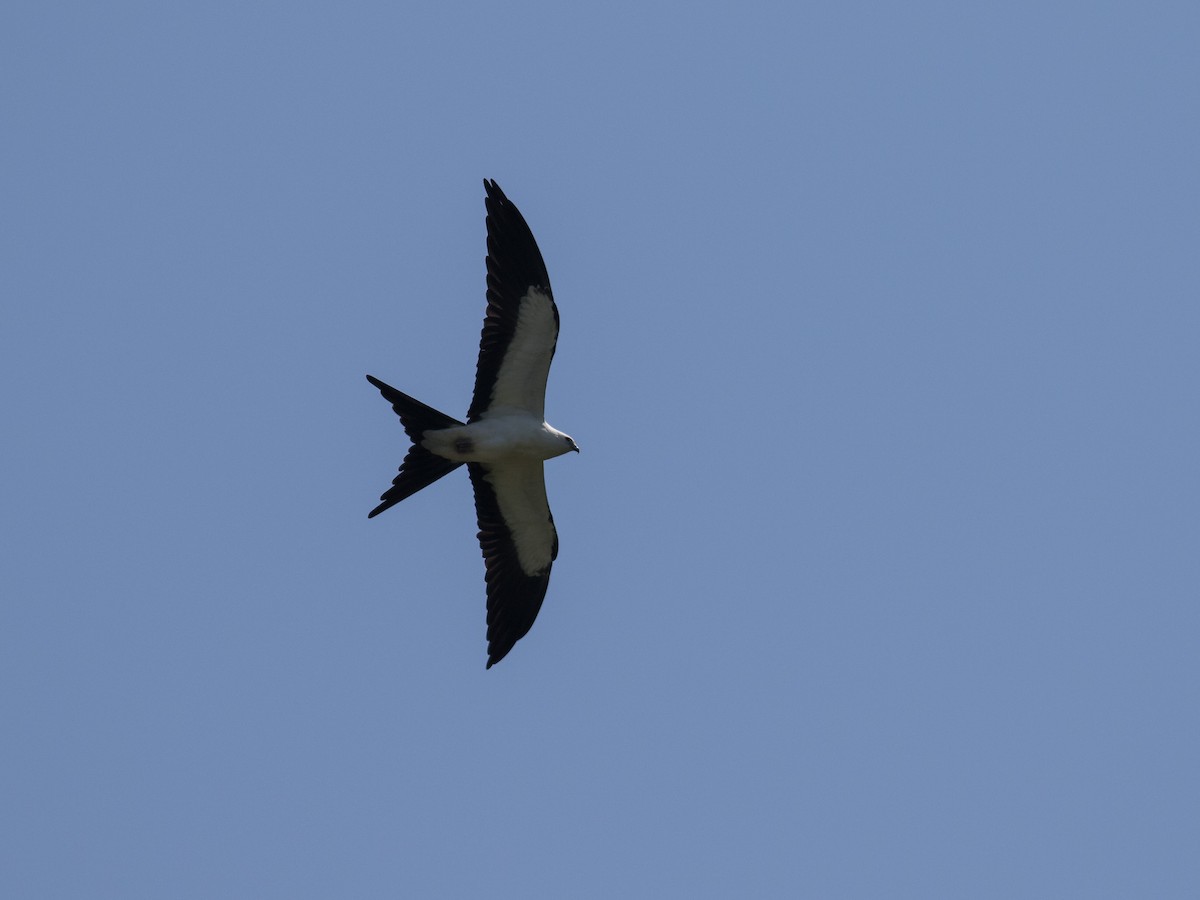 Swallow-tailed Kite - ML271099191