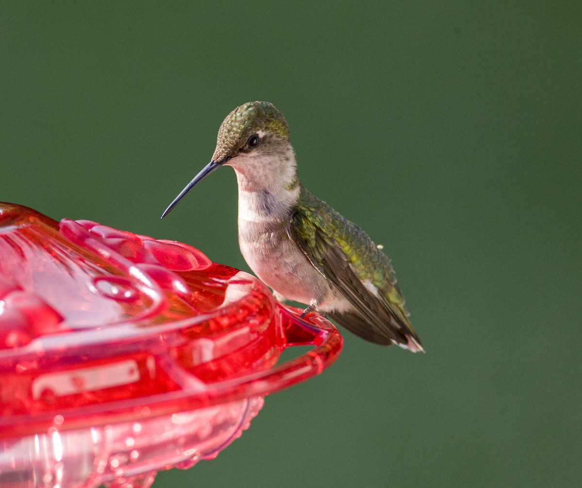 Ruby-throated Hummingbird - ML271099221