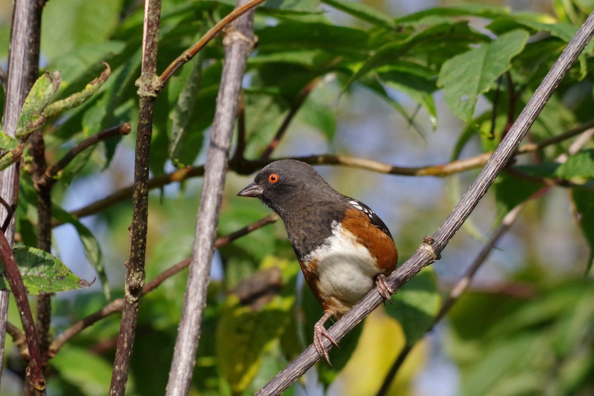 Spotted Towhee - Alex Patia