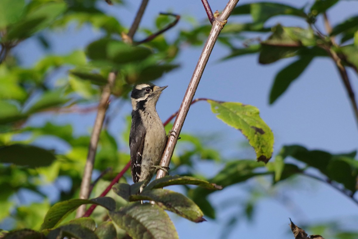 Downy Woodpecker (Pacific) - Alex Patia