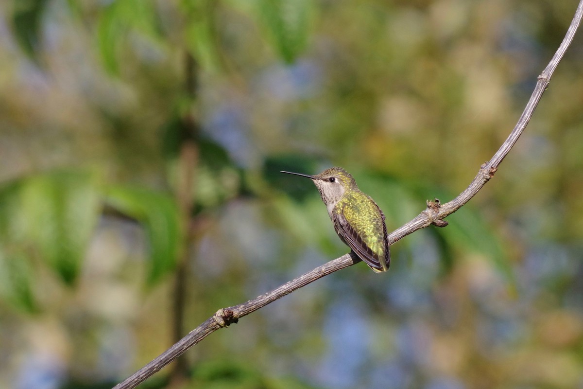 Anna's Hummingbird - ML271101461