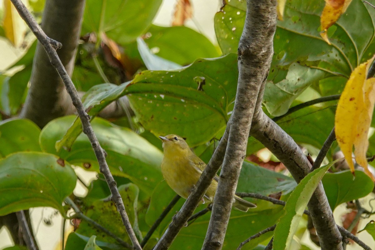 Tennessee Warbler - Larry Theller