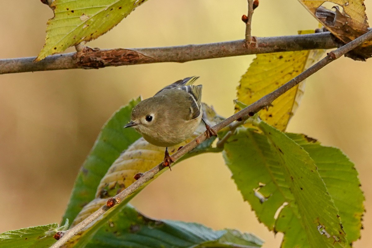 Ruby-crowned Kinglet - Larry Theller