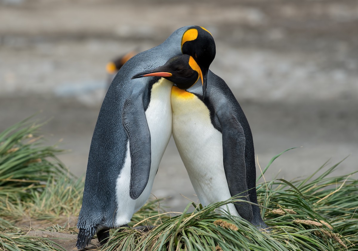 King Penguin