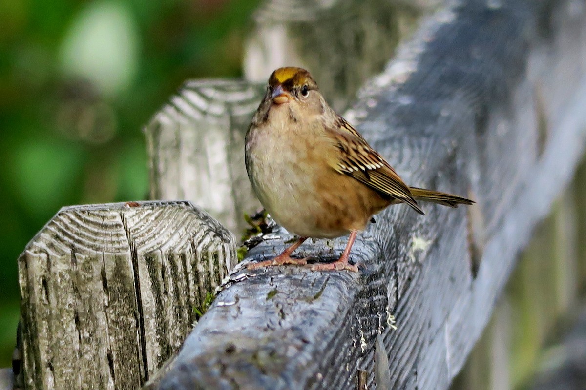 Golden-crowned Sparrow - Hank Heiberg