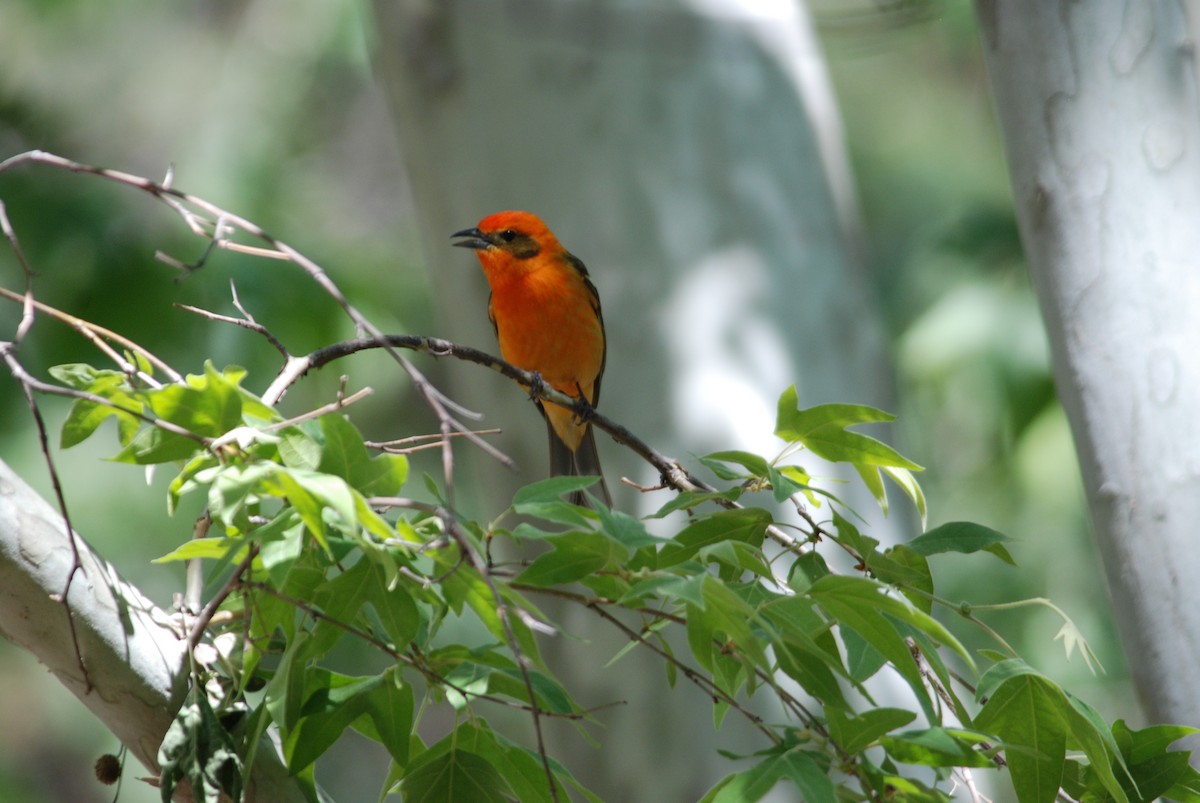 Flame-colored Tanager - ML271112911