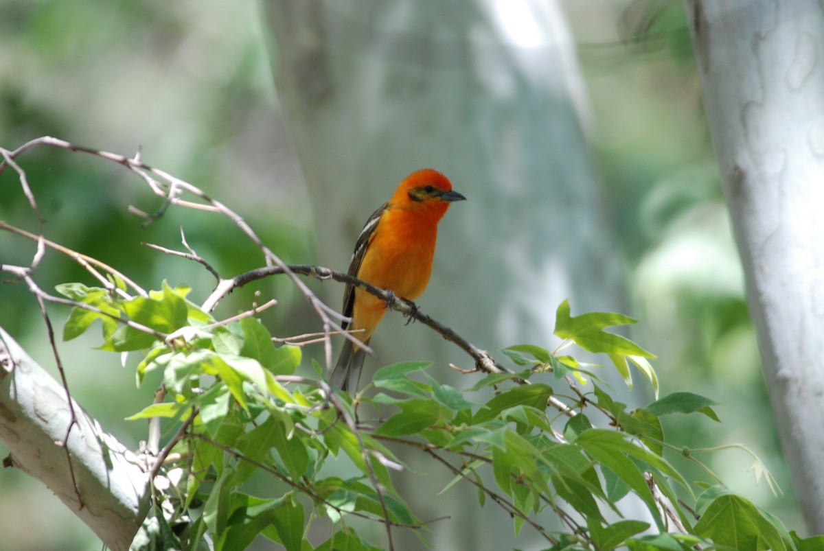 Flame-colored Tanager - ML271113001