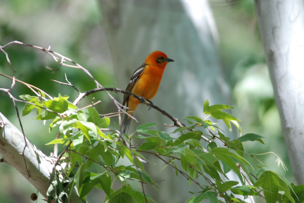 Flame-colored Tanager - ML271113041