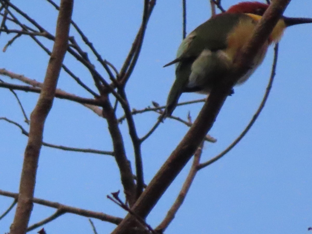 Chestnut-headed Bee-eater - Gargi Dalawat