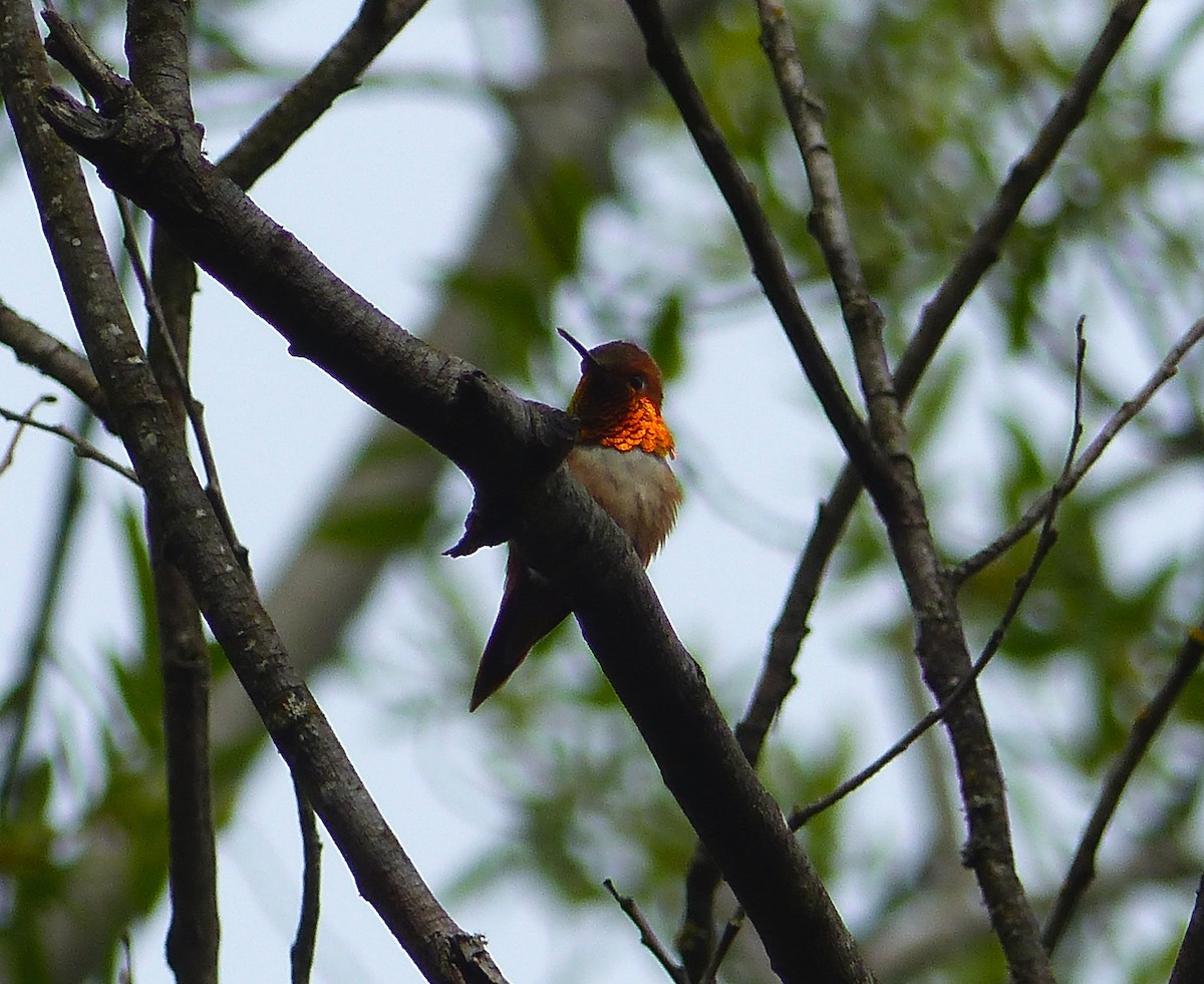 Rufous Hummingbird - ML27112091