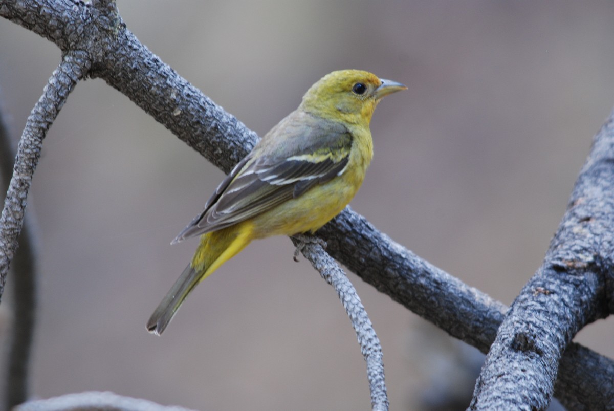 Western Tanager - ML271123471