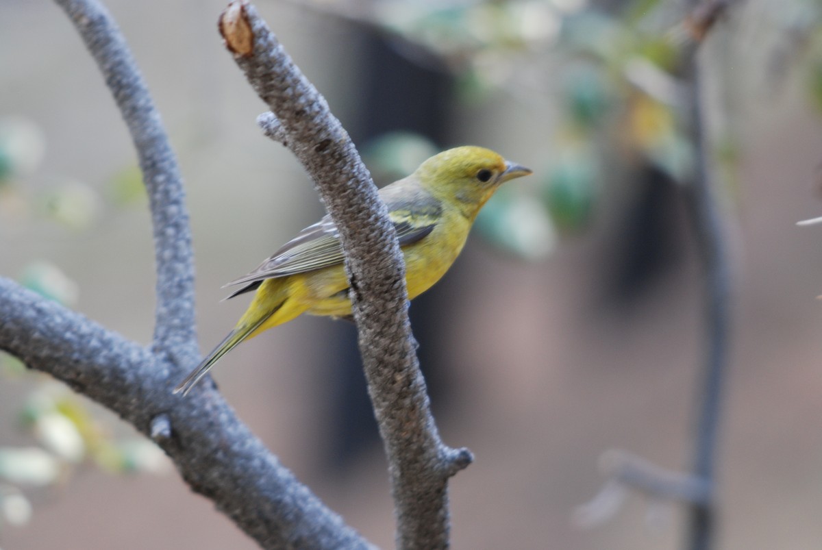 Western Tanager - ML271123481