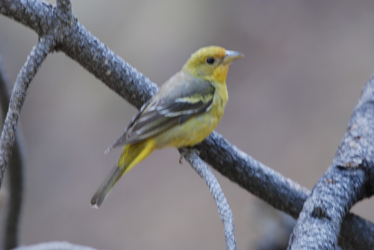 Western Tanager - ML271123491