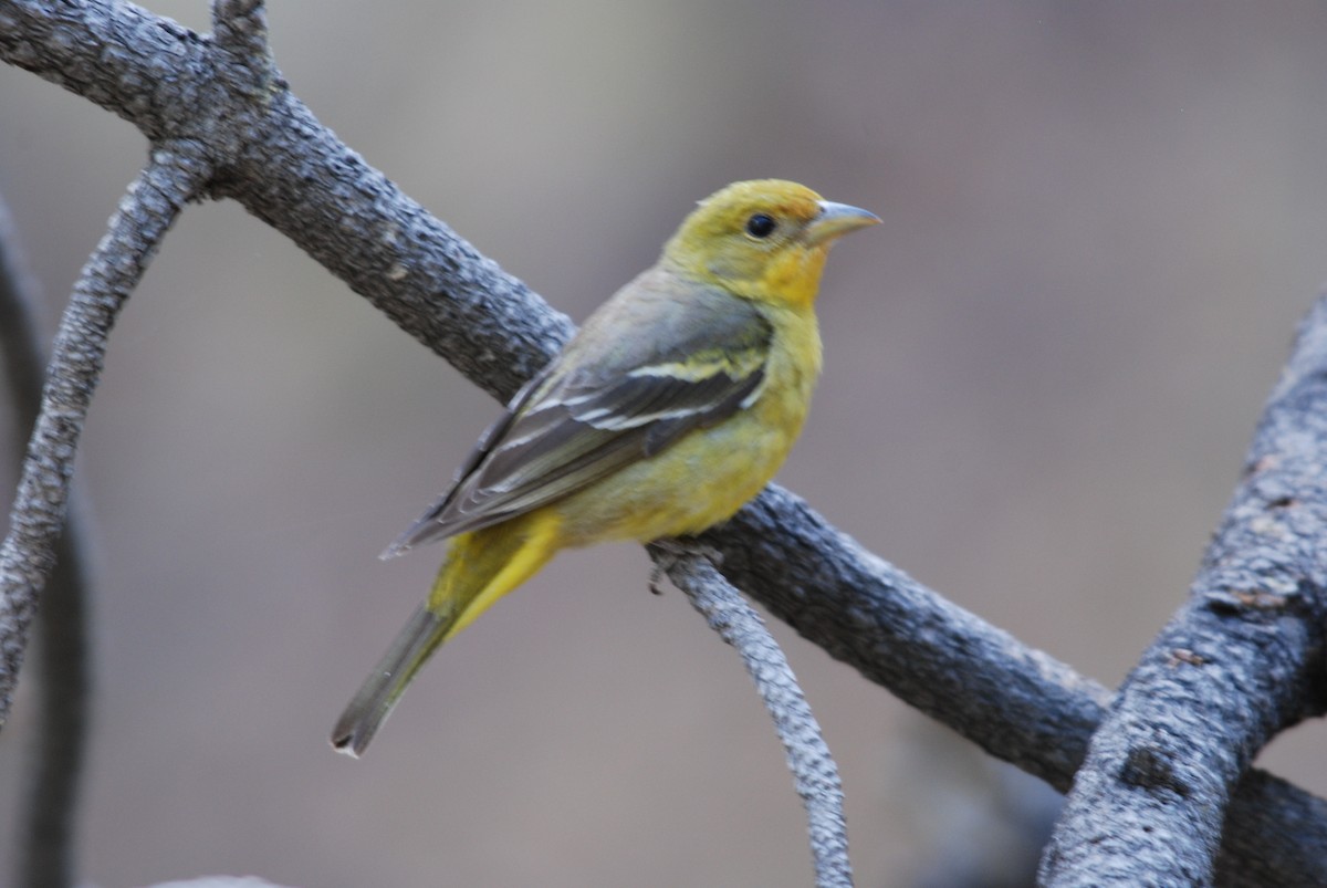 Western Tanager - ML271123501