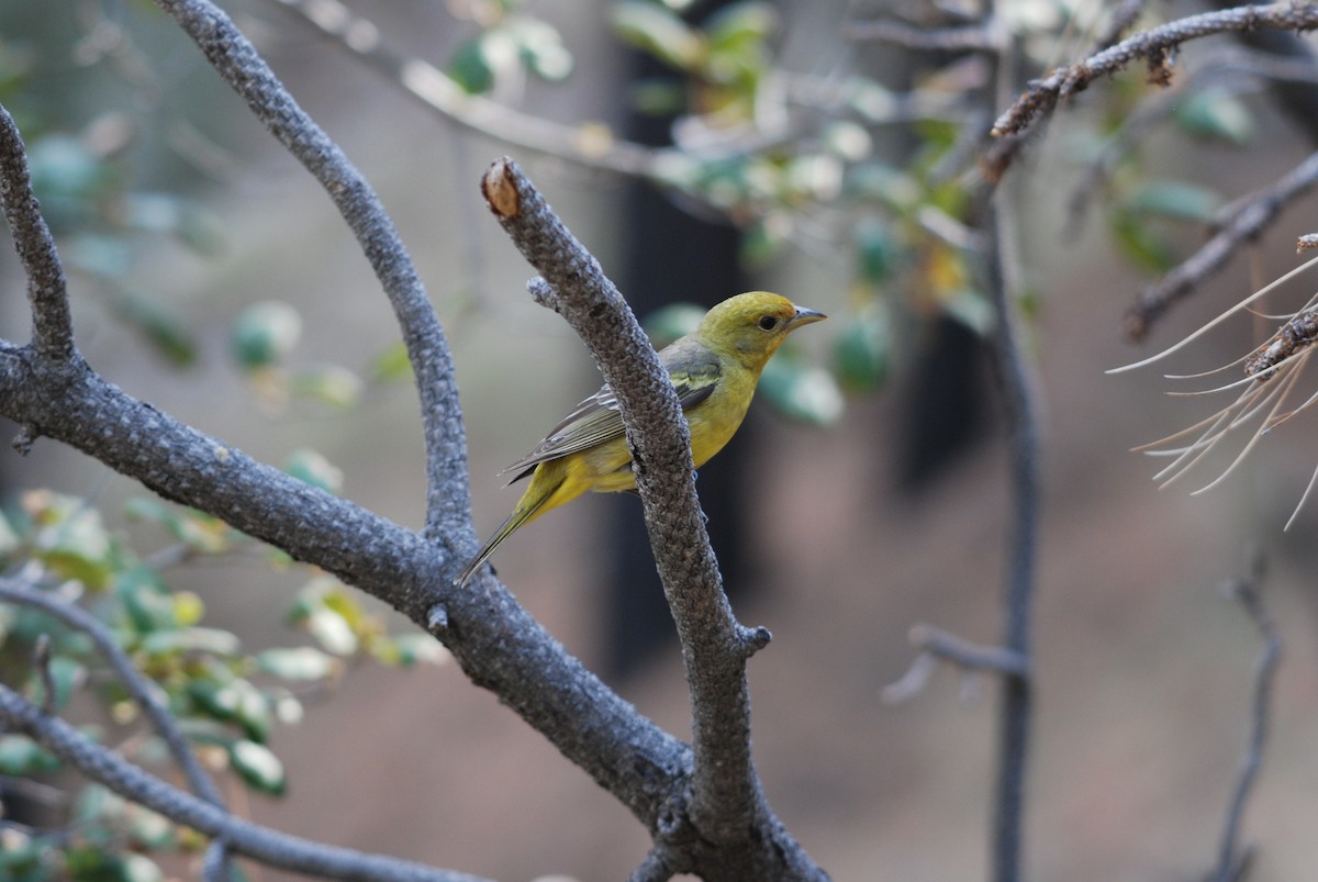 Western Tanager - ML271123511