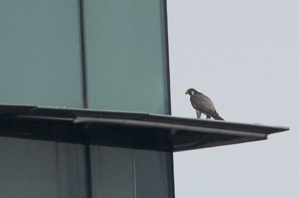 Peregrine Falcon (Tundra) - ML271125151
