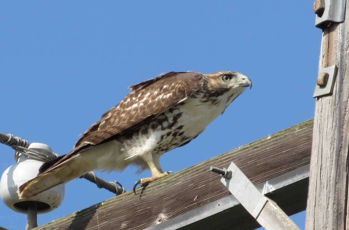 Red-tailed Hawk - Andrew Orgill