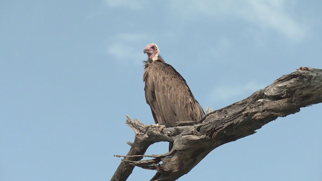 Hooded Vulture - ML271134541