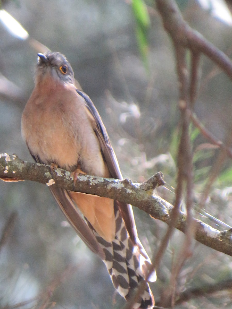 Fan-tailed Cuckoo - ML271135771