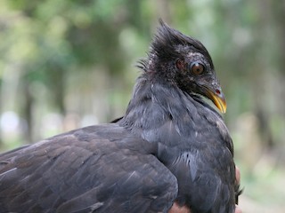  - Biak Megapode