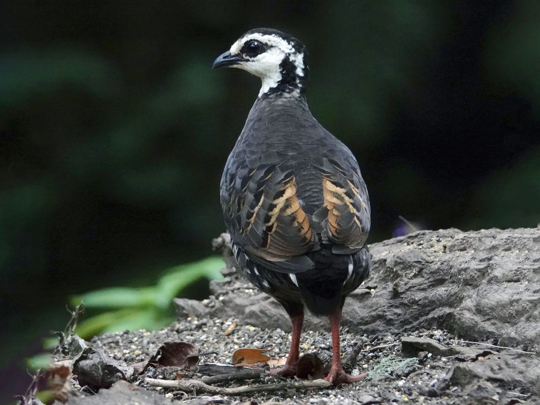 Gray-breasted Partridge - David Diller