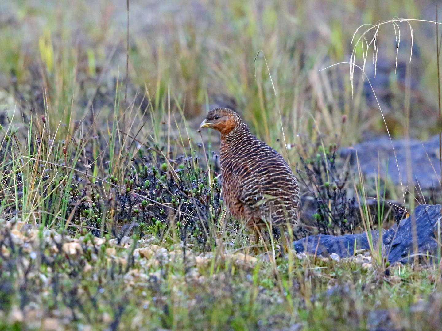 Snow Mountain Quail - Nigel Voaden