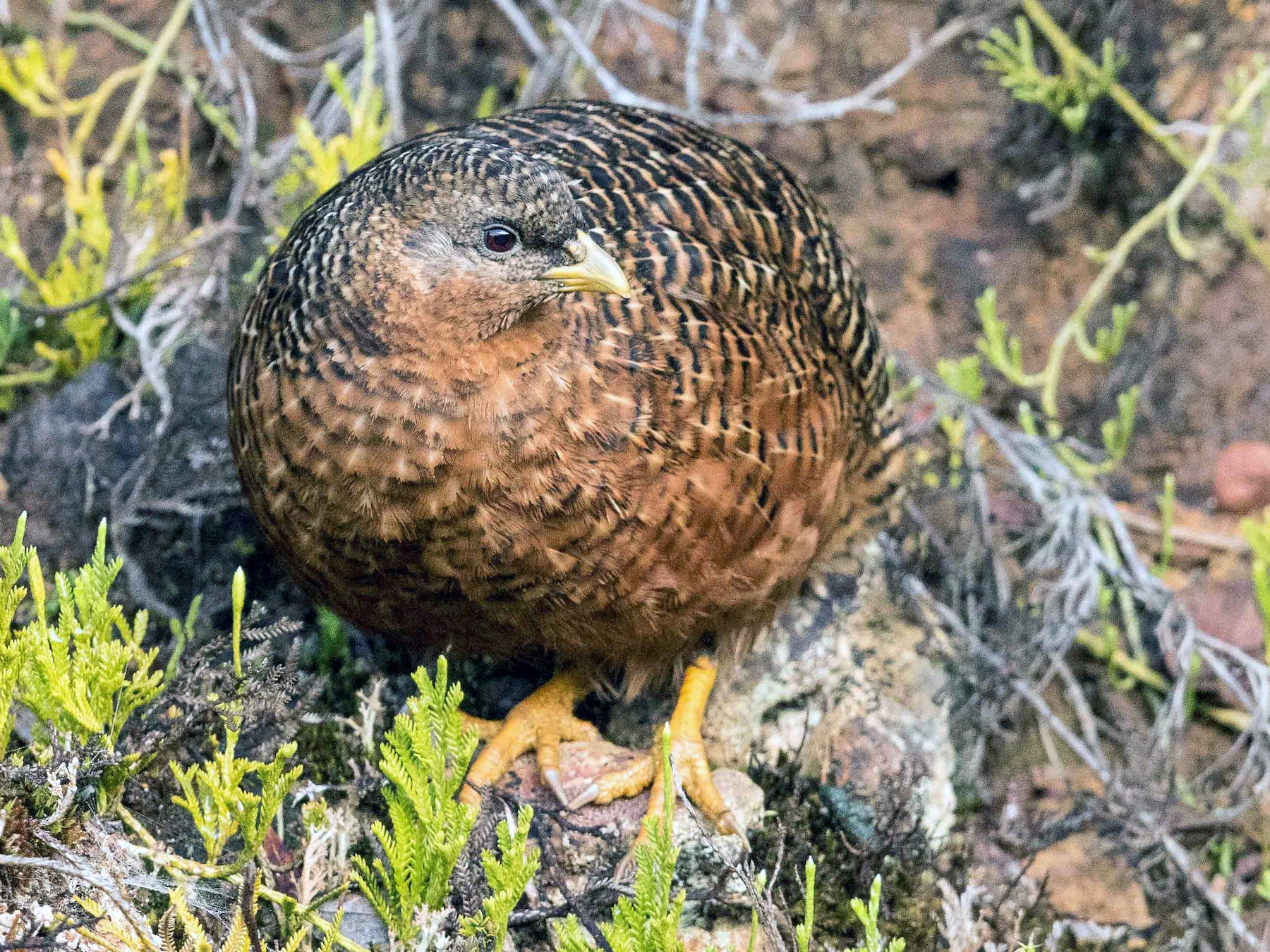 Snow Mountain Quail - Eric VanderWerf