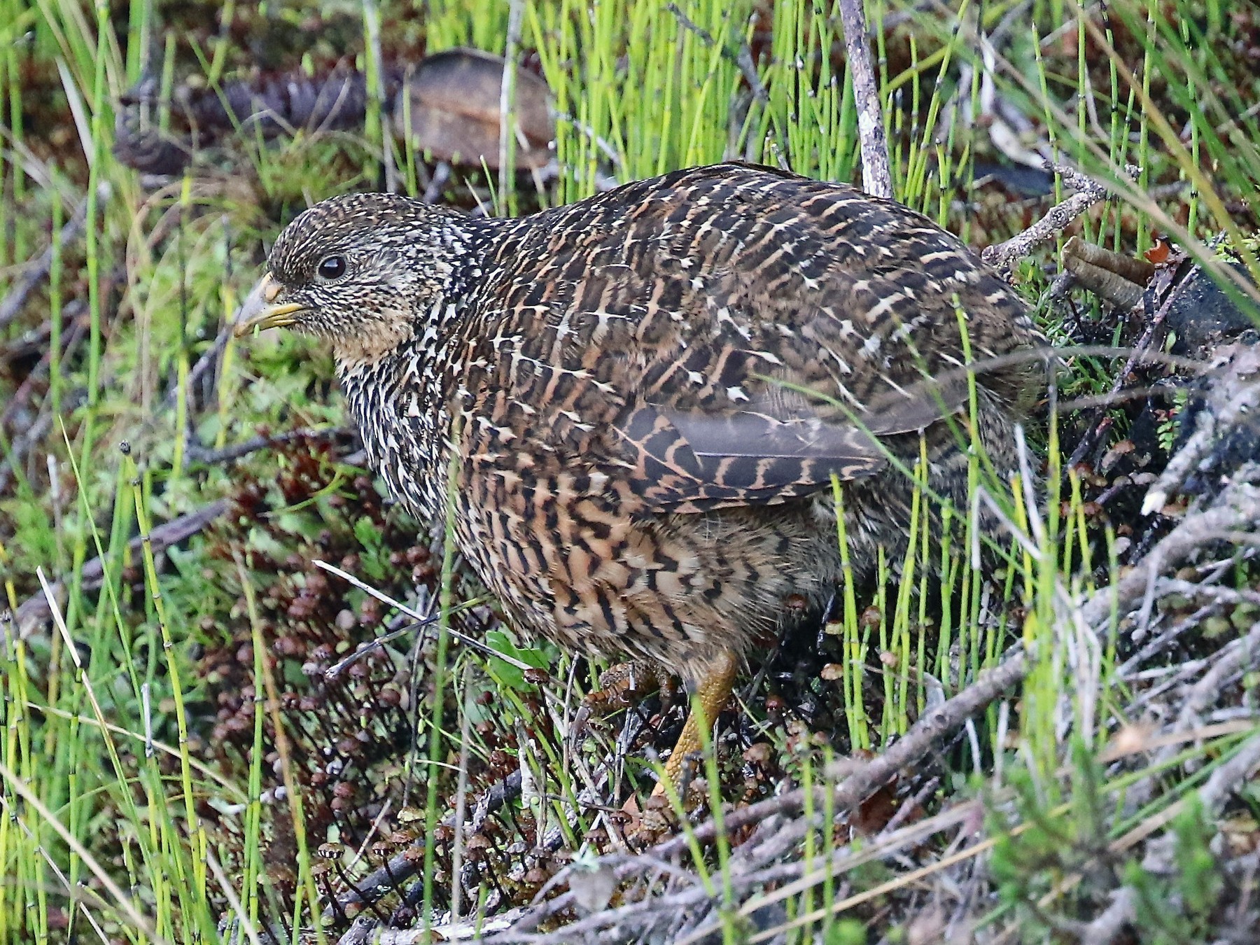 Snow Mountain Quail - Mark Sutton