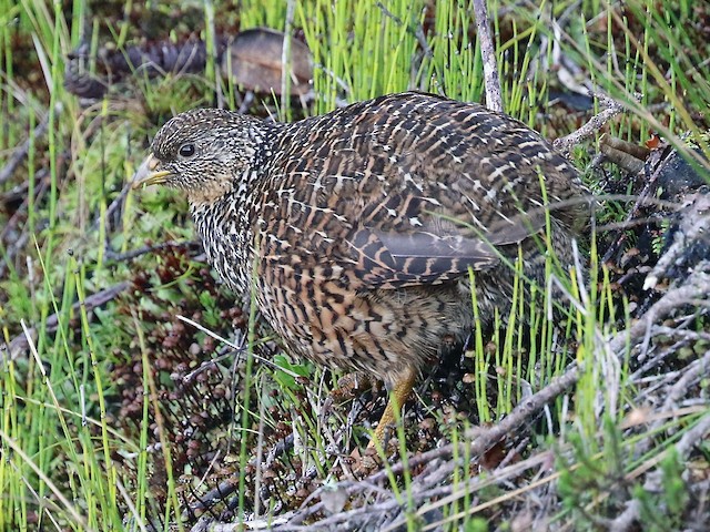 Photos - Snow Mountain Quail - Synoicus monorthonyx - Birds of the World