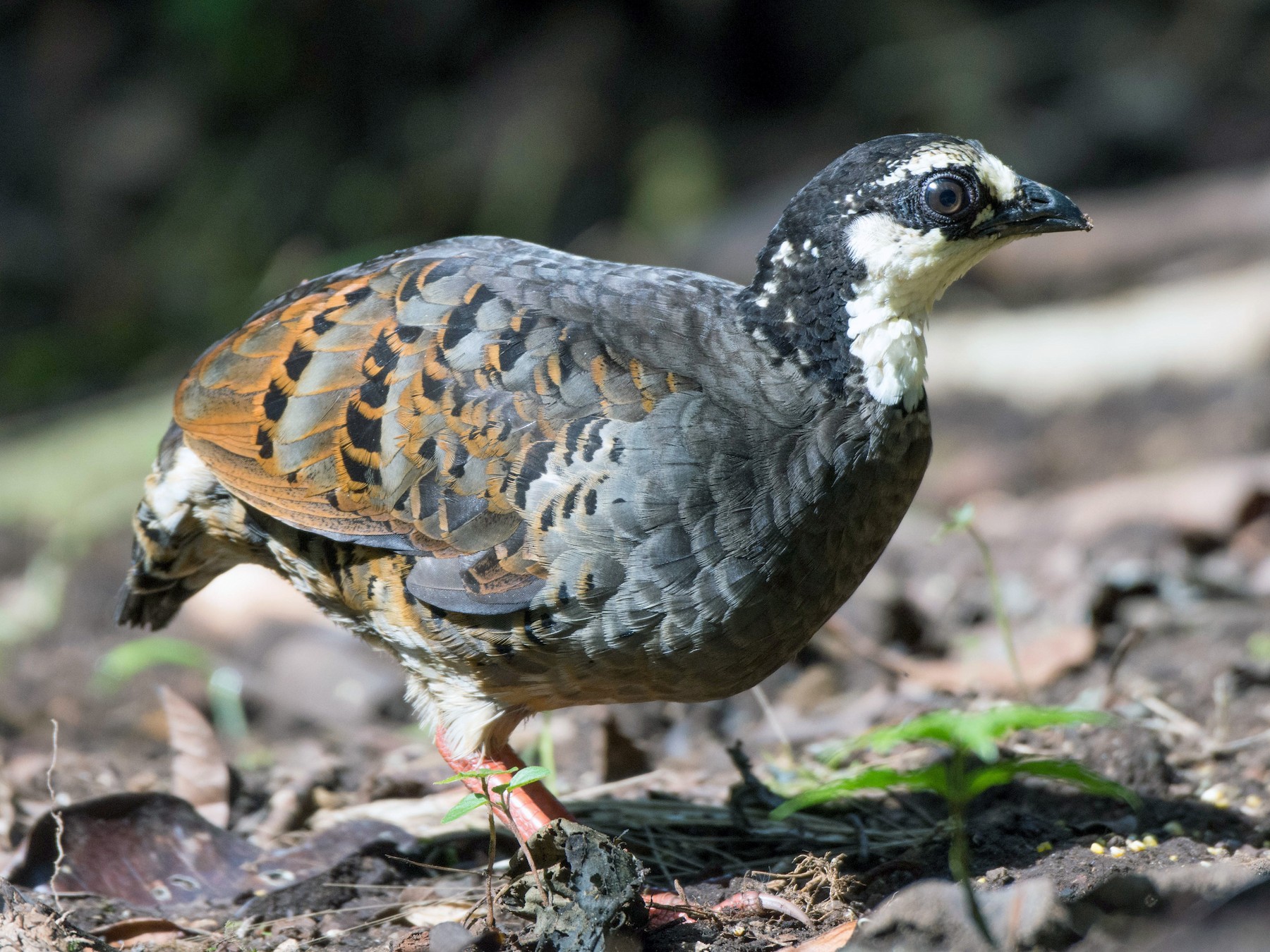Gray-breasted Partridge - P. S. Lansley