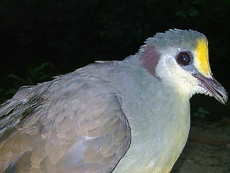 Sulawesi Ground Dove - Opwall Indonesia