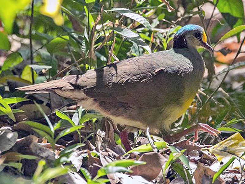 セレベスウズラバト Ebird