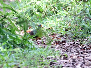  - Sulawesi Ground Dove