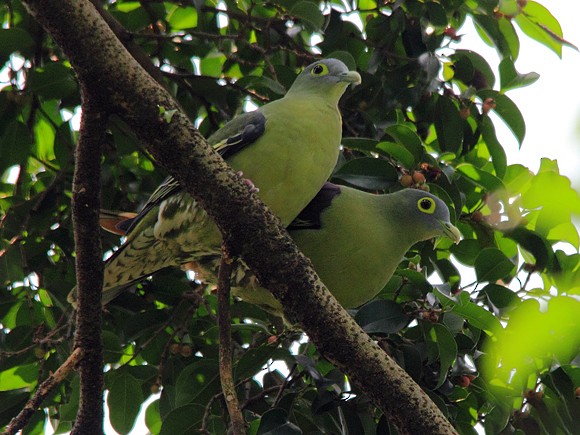 ハイガオハシブトアオバト Ebird