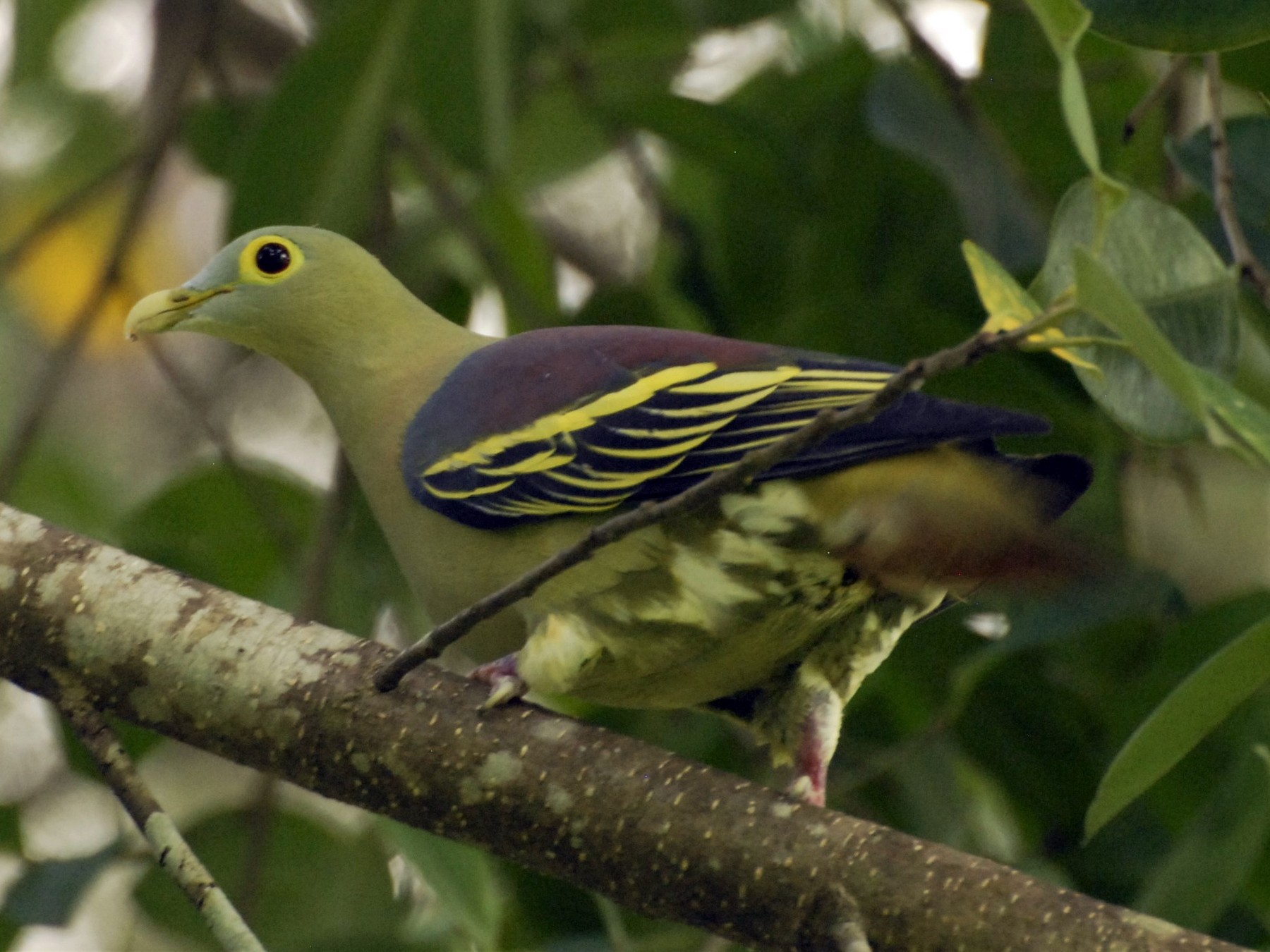 ハイガオハシブトアオバト Ebird