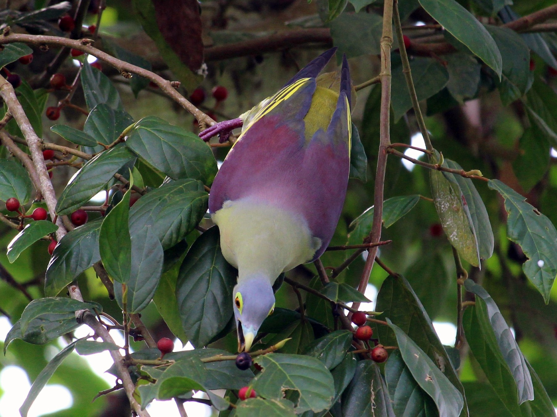 ハイガオハシブトアオバト Ebird