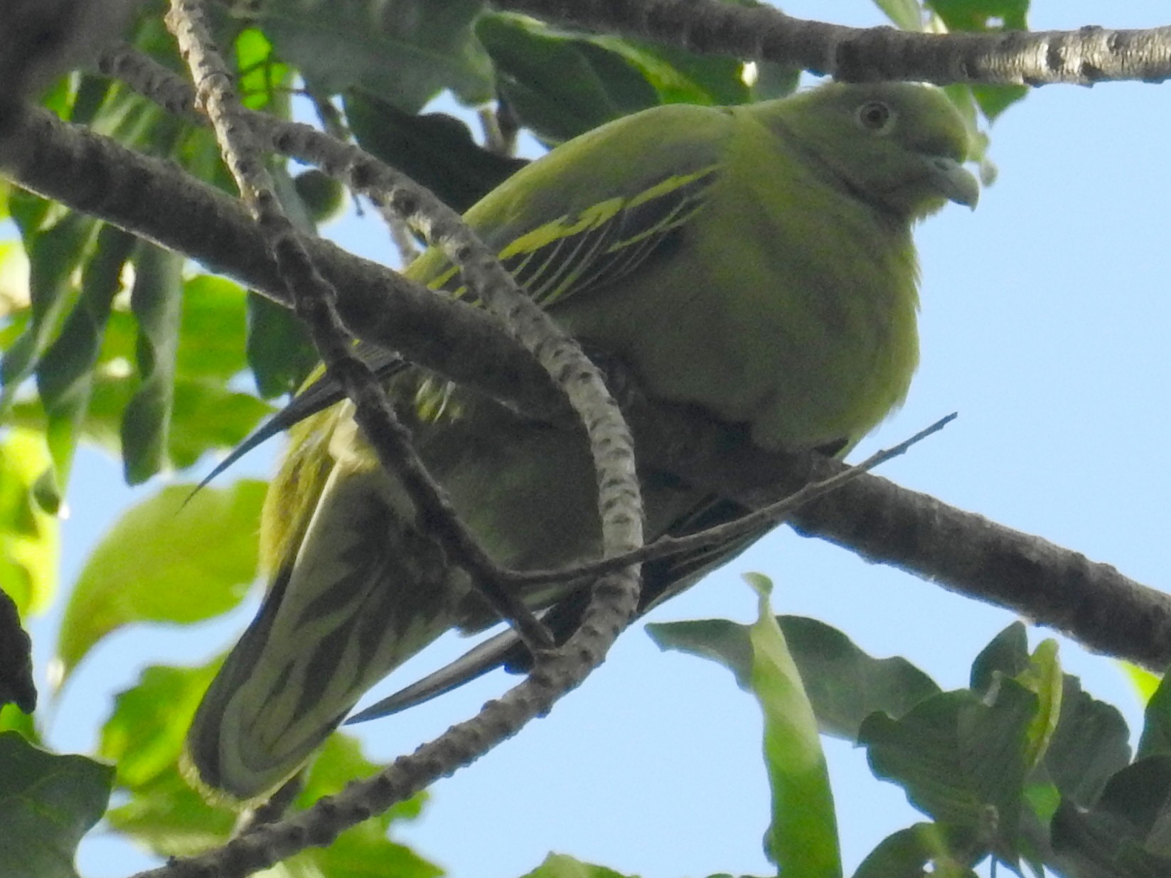 Timor Green-Pigeon - Colin Trainor