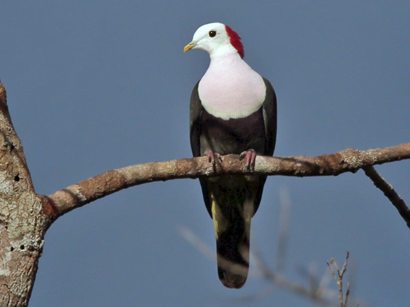 Red-naped Fruit-Dove - Lars Petersson