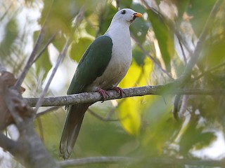  - Banggai Fruit-Dove