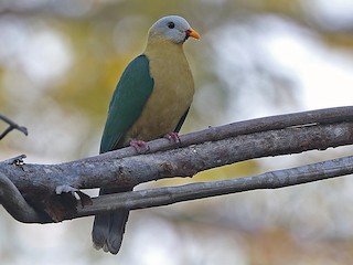  - Sula Fruit-Dove