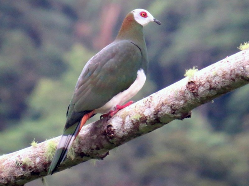 White-bellied Imperial-Pigeon - Mark Smiles