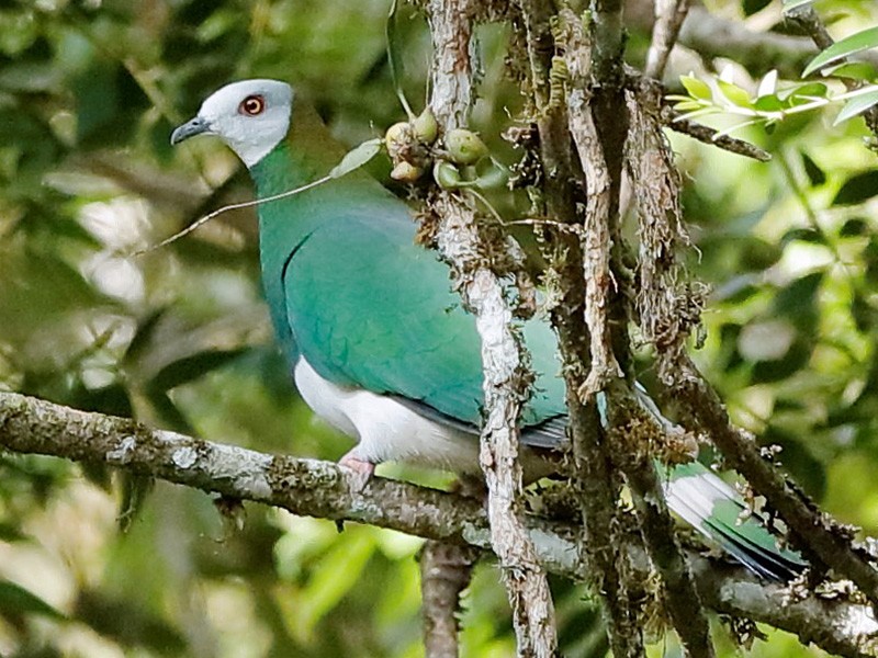 White-bellied Imperial-Pigeon - Holger Teichmann