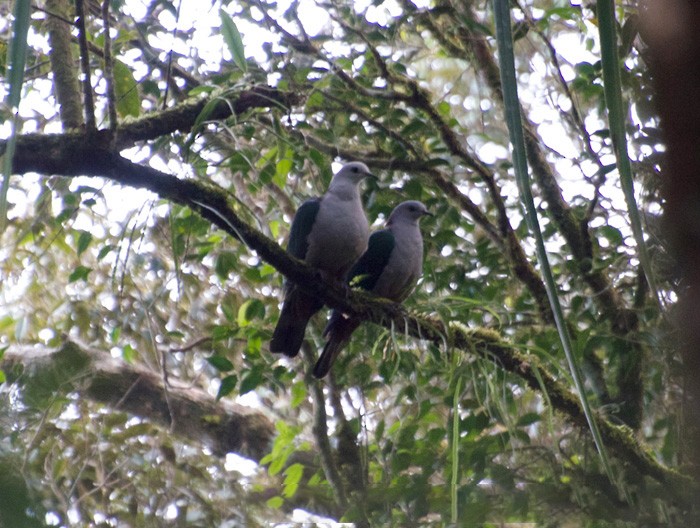 Gray-headed Imperial-Pigeon - Clayton Burne