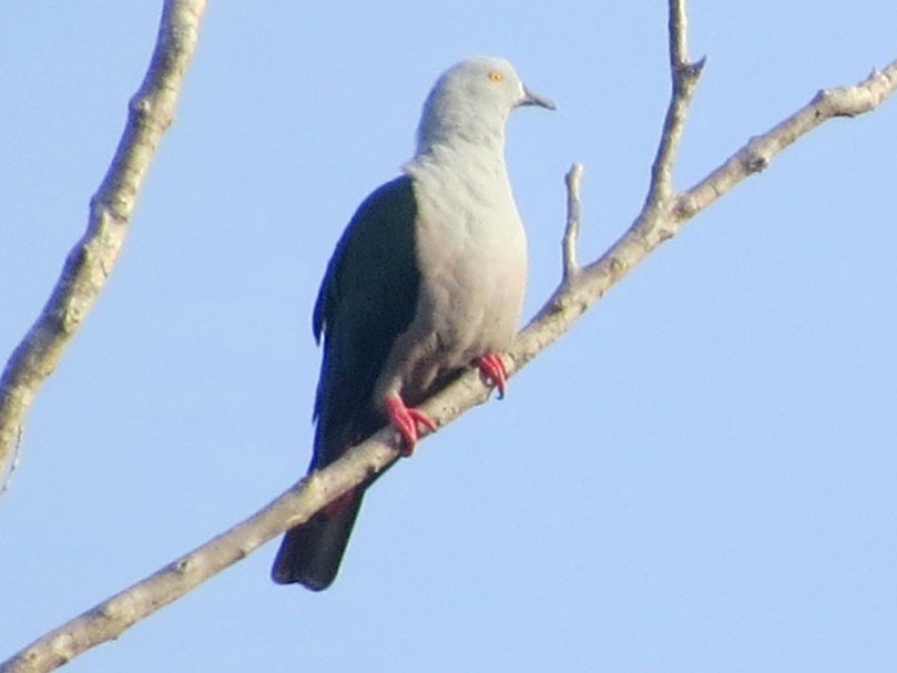 Geelvink Imperial-Pigeon - Phil Gregory | Sicklebill Safaris | www.birder.travel