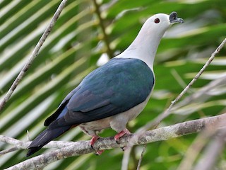 Spice Imperial-Pigeon - eBird